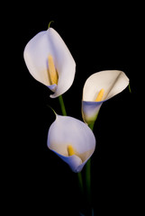 Fototapeta na wymiar trzy białe Calla lily na czarnym tle