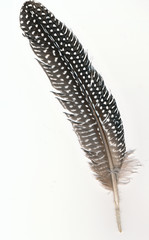 Guinea fowl feather