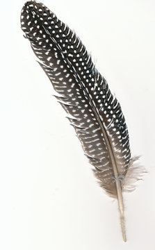 Guinea Fowl Feather