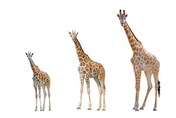 Naklejki  giraffe