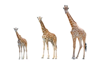 Deurstickers Giraf giraffe