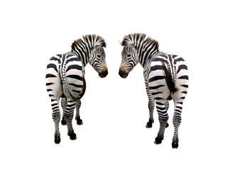 two zebra