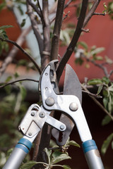 Trimming a tree twig