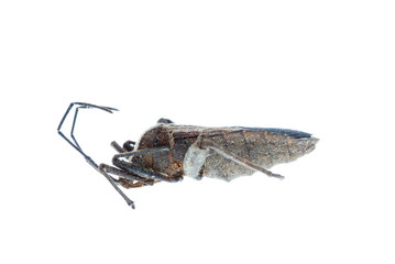 insect stink bug