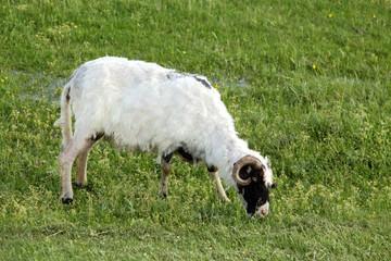 Sheep eating grass on meadow