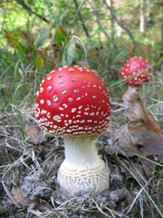 Fly agaric (Amanita muscaria)