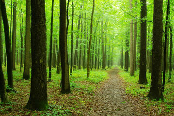 Obraz premium forest