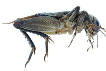 cricket bug insect