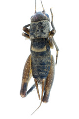 cricket bug insect