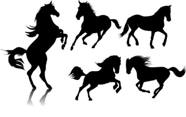 five horses