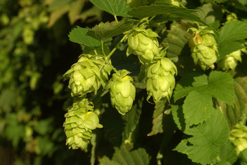 Hopfen