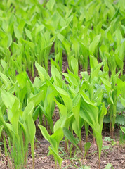 Obraz premium lily of the valley