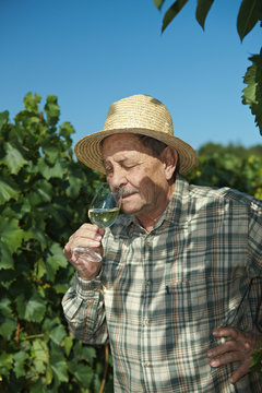 Senior winemaker tasting wine