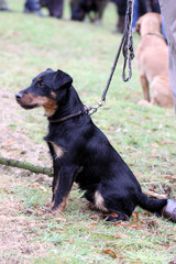 Obraz premium Brackenwelpe bei der Ausbildung