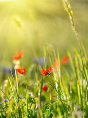 Red field flowers with green crops. Shallow DOF