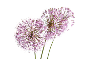 Close up of the flowers of some Chives