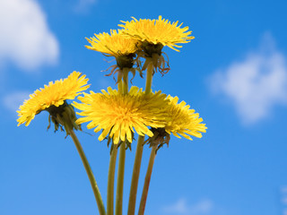 Dandelion