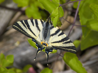 papillon flambé © NJ