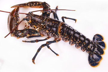 Lobster © Maurizio Milanesio