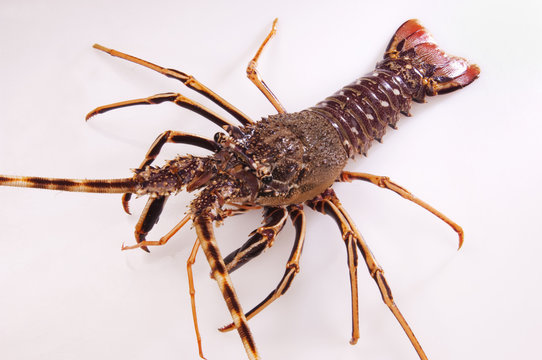 Lobster