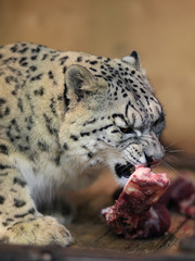 Snow leopard take dinner