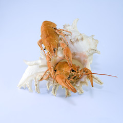 Seashell and two lobsters-master and uninvit quest