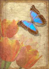 butterfly and tulips on old vellum