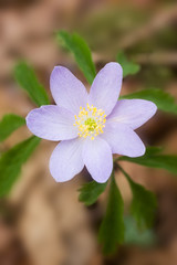 Fototapeta premium anemone nemorosa