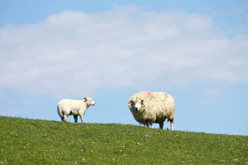 Obraz premium Schafe und Deich - Sheep And Dike