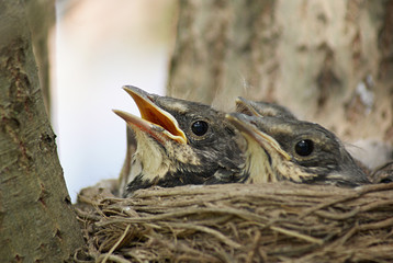 Nestlings