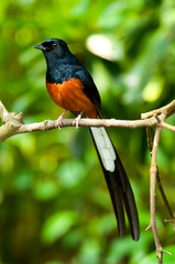 mangrove bird