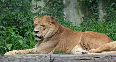 Fototapeta na wymiar Barbary lion 4