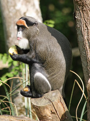 De Brazza's Monkey 4