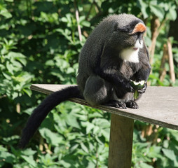 De Brazza's Monkey 6