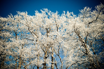 Bäume im Winter