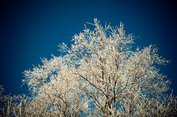 Winterwald