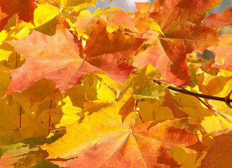 Autumn Background