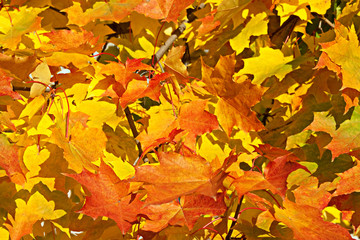 Autumn Background
