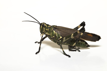 tropical insect grasshopper locust bug