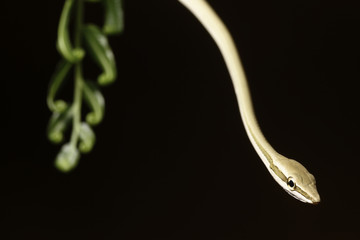 snake serpent reptile with copy space background