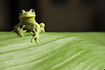 Crédence de cuisine en verre imprimé Grenouille tree frog on twig in rainforest
