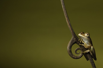 tree frog treefrog amphibian jungle background copyspace