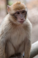 Baby Macaque (barbary ape)
