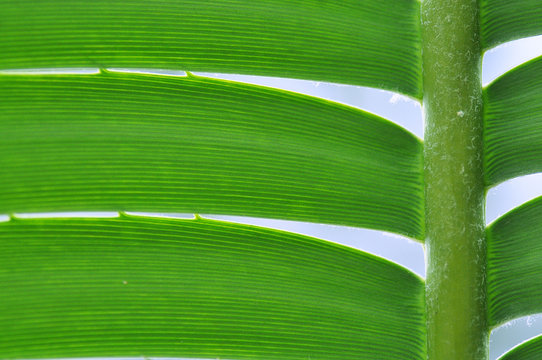 Fototapeta Green plant