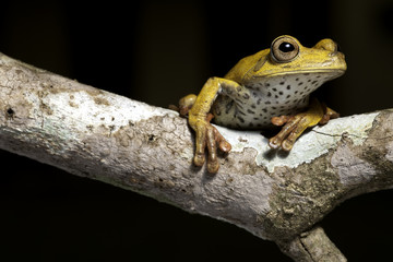 tree frog in tropical amazon rain forest copy space background
