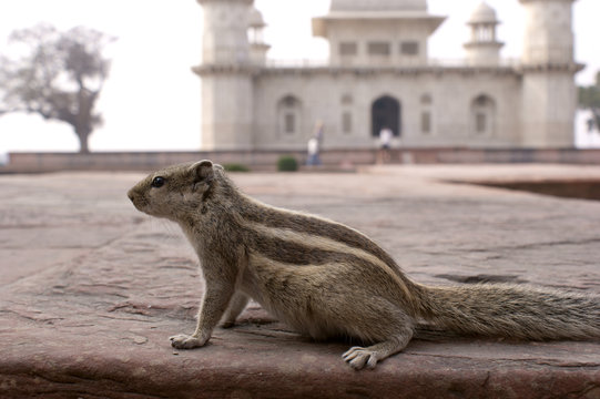 Burunduk (Tamias sibiricus) asiatisches Streifenh&ouml;rnchen