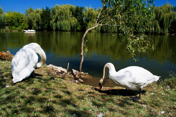 White swans in front of lake