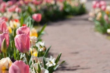 Photo sur Plexiglas Narcisse Spring flower path