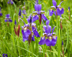 Iris sibirica