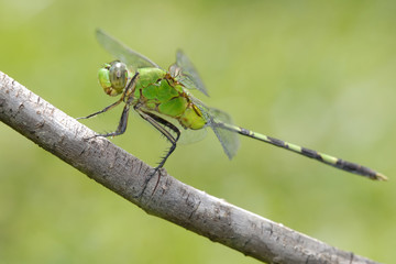 Libellula